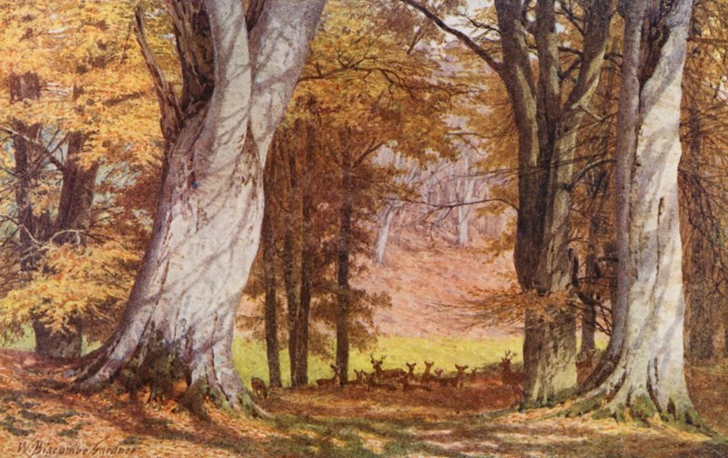 Em Knole Park, perto do King Beech (litografia a cores) de William Biscombe Gardner