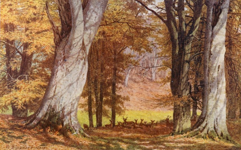 The Wilberforce Oak, Holwood Park, Keston (litografia a cores) de William Biscombe Gardner