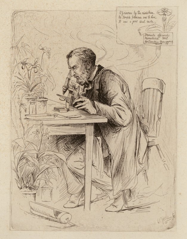 Alexander Dickson, Professor de Botânica (gravura) de William Brassey (after) Hole