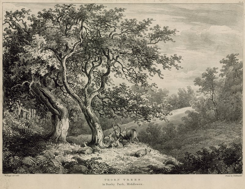 Espinho árvores em Bushy Park, Middlesex de William Burges