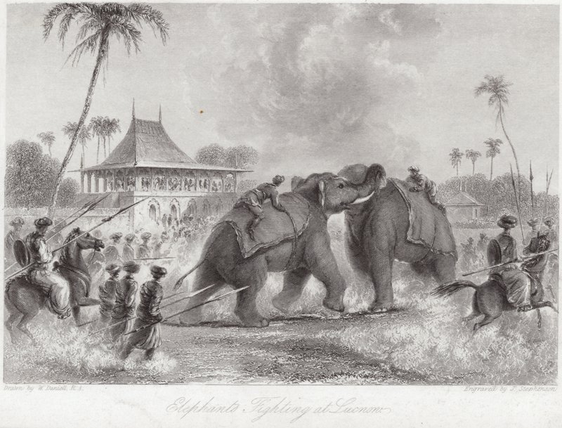 Elefantes lutando em Lucknow de William Daniell