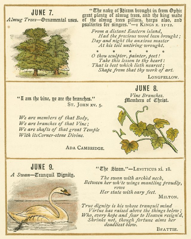 Página do Livro de Aniversário do Emblema da Bíblia (litografia a cores) de William Foster