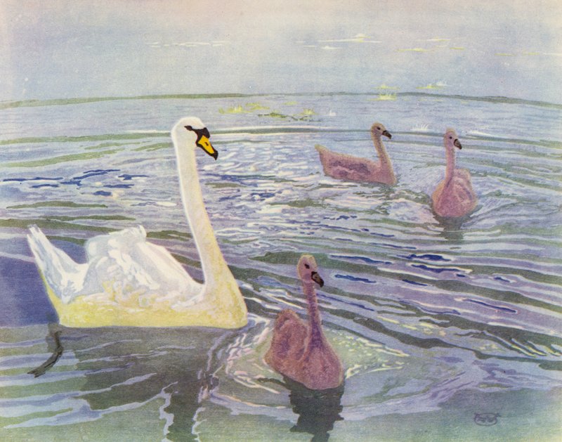 Cisne e Cygnets (lito a cores) de William Giles