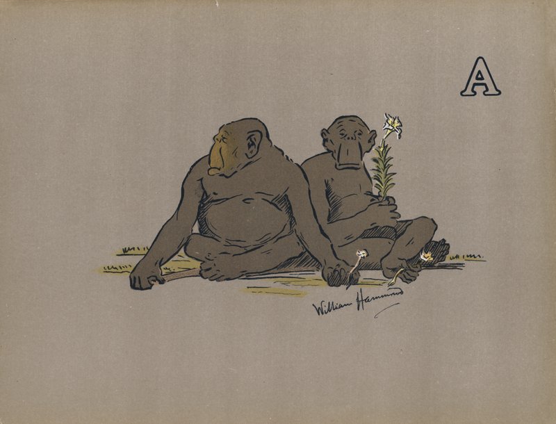 Letra A, macacos antropóides estéticos adotando atitudes anormalmente apáticas (lito colorido) de William Hammond