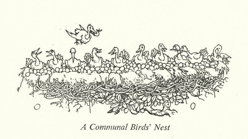 Um Ninho Comunal de Aves (litho) de William Heath Robinson
