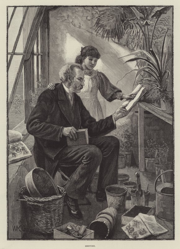 Tempo de semente de William Henry Charles Groome