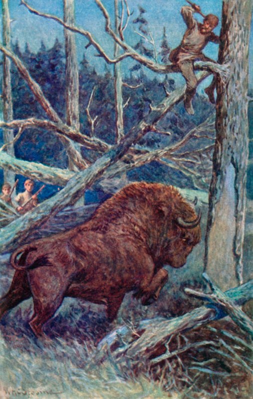 O bisonte bateu no chão em sua raiva de William Henry Charles Groome
