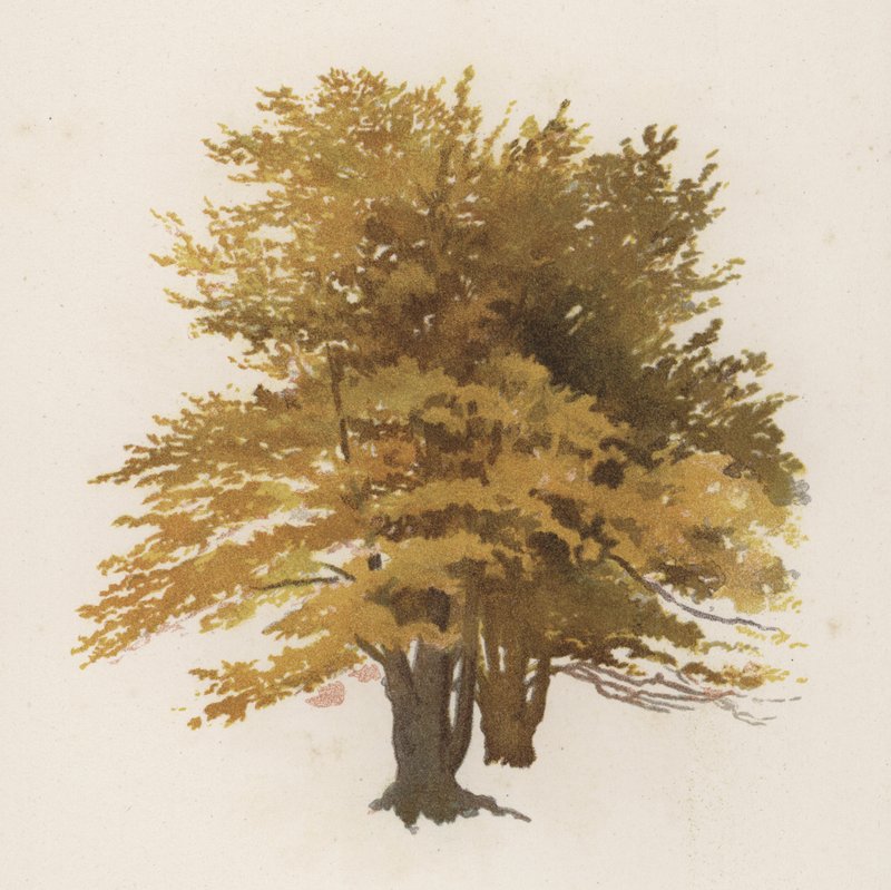 Árvores: A faia (cor litho) de William Henry James (after) Boot