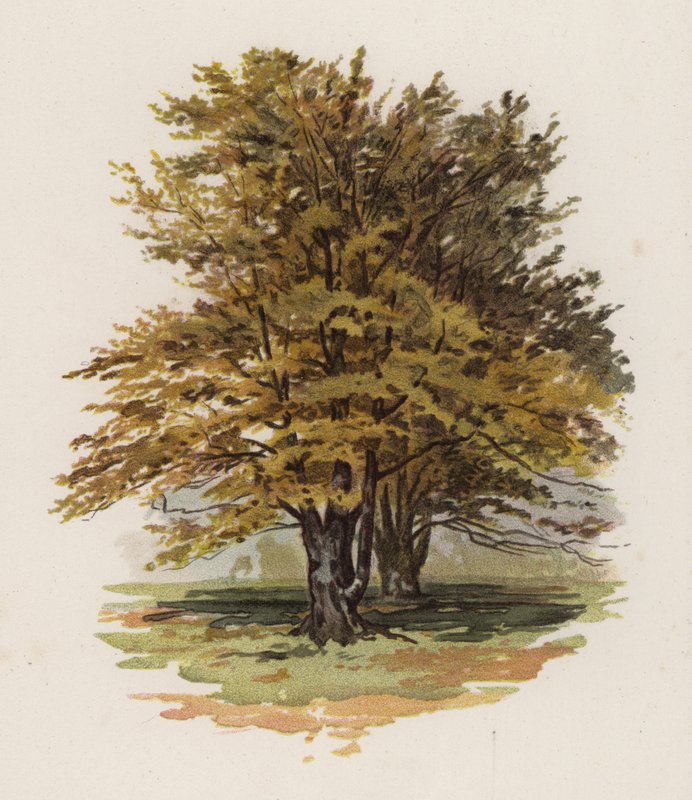 Árvores: A faia (cor litho) de William Henry James (after) Boot