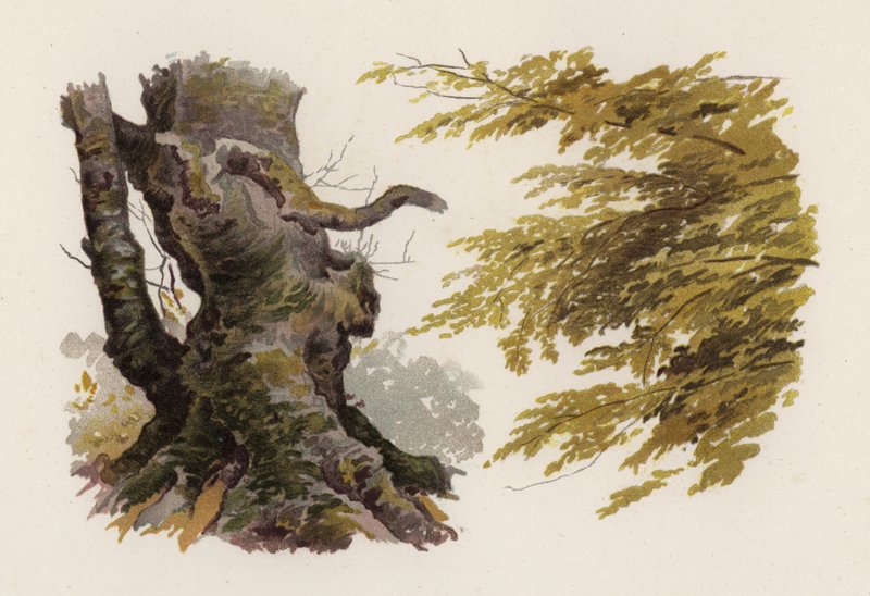 Árvores: A faia (cor litho) de William Henry James (after) Boot