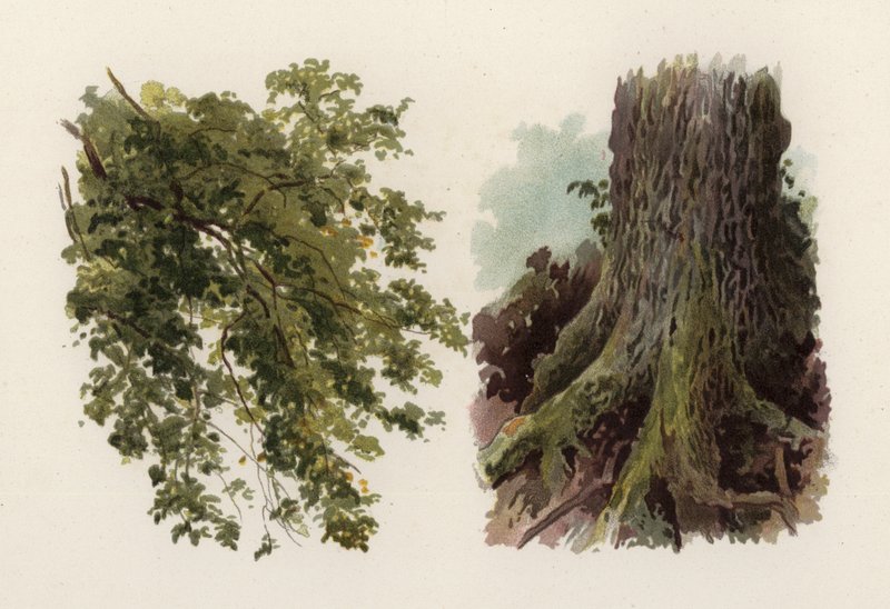 Árvores: O Olmo (cor litho) de William Henry James (after) Boot