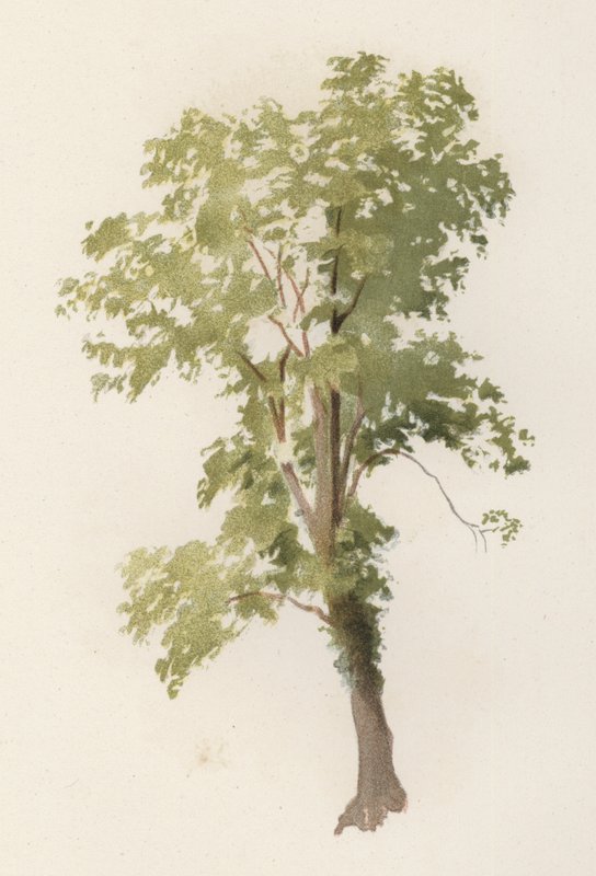Árvores: O Olmo (cor litho) de William Henry James (after) Boot