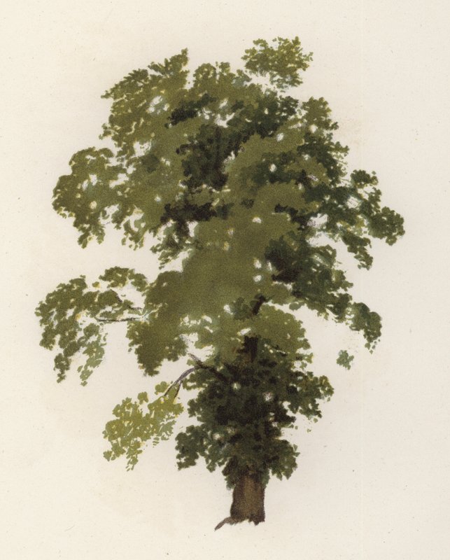 Árvores: O Olmo (cor litho) de William Henry James (after) Boot