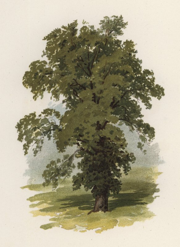 Árvores: O Olmo (cor litho) de William Henry James (after) Boot