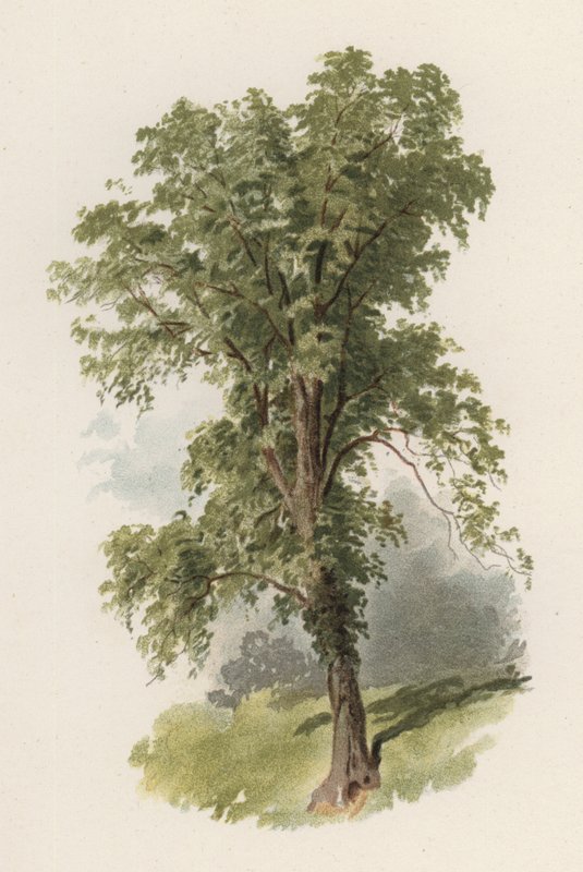 Árvores: O Olmo (cor litho) de William Henry James (after) Boot