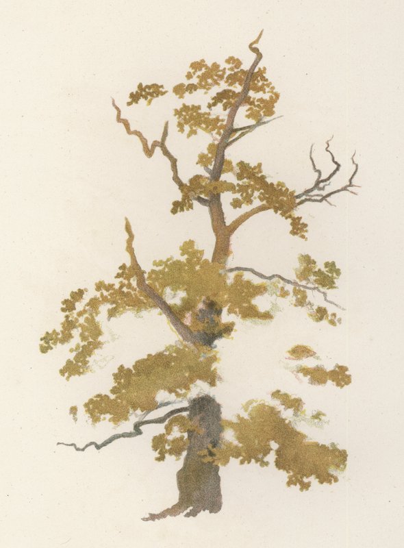 Árvores: O Carvalho (cor litho) de William Henry James (after) Boot