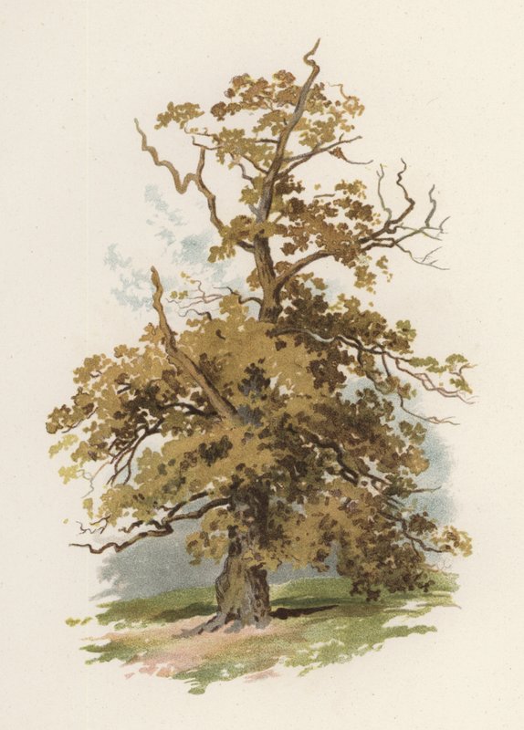 Árvores: O Carvalho (cor litho) de William Henry James (after) Boot