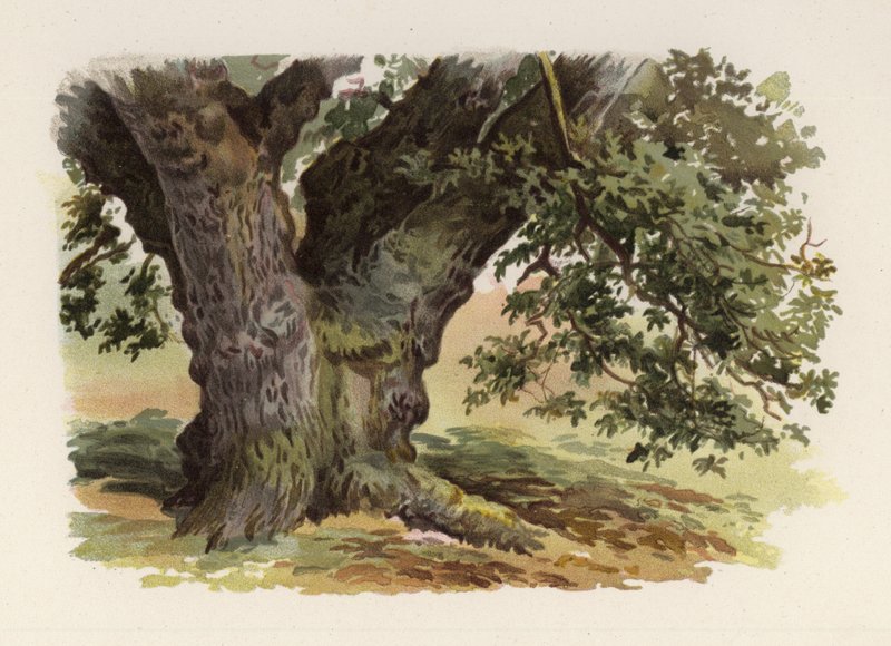 Árvores: O Carvalho (cor litho) de William Henry James (after) Boot