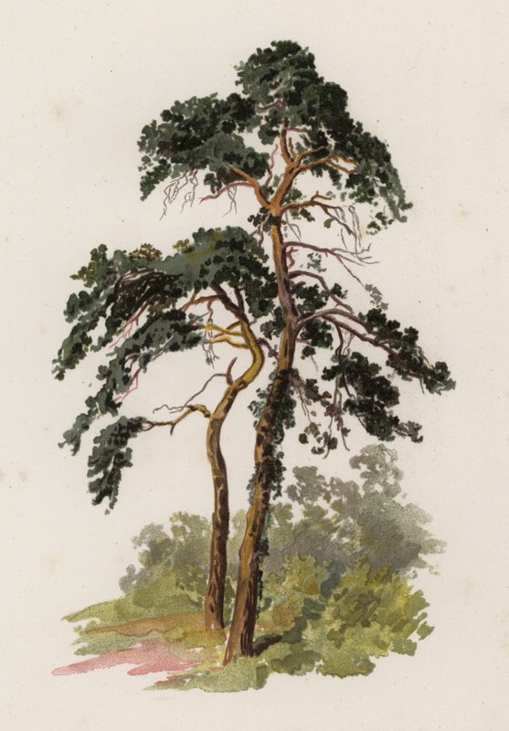 Árvores: O Abeto Escocês (cor litho) de William Henry James (after) Boot