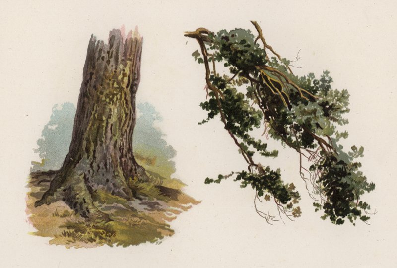 Árvores: O Abeto Escocês (cor litho) de William Henry James (after) Boot