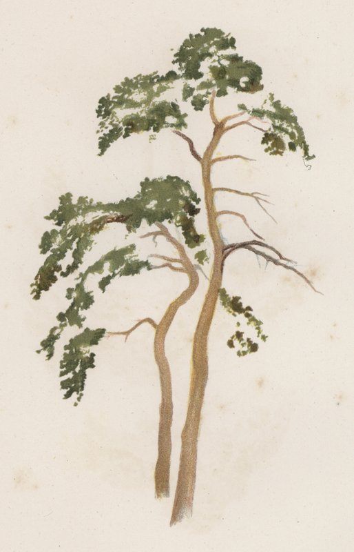 Árvores: O Abeto Escocês (cor litho) de William Henry James (after) Boot