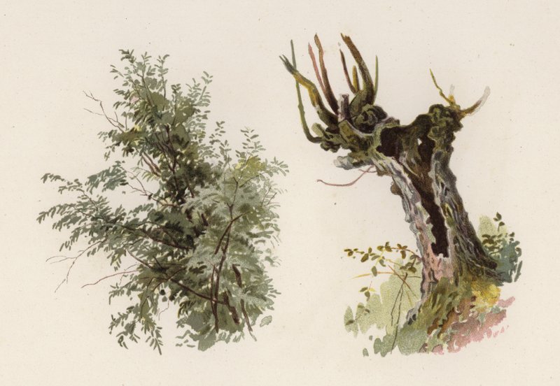 Árvores: O Salgueiro (cor litho) de William Henry James (after) Boot