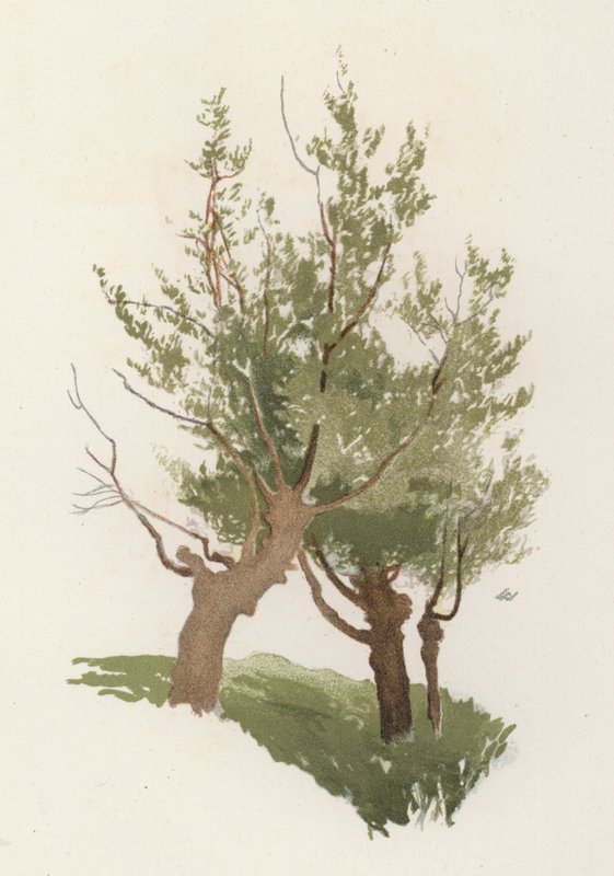 Árvores: O Salgueiro (cor litho) de William Henry James (after) Boot