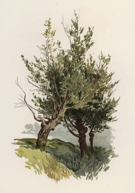 Árvores: O Salgueiro (cor litho) de William Henry James (after) Boot
