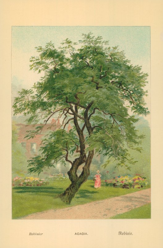 Acácia de William Henry James Boot