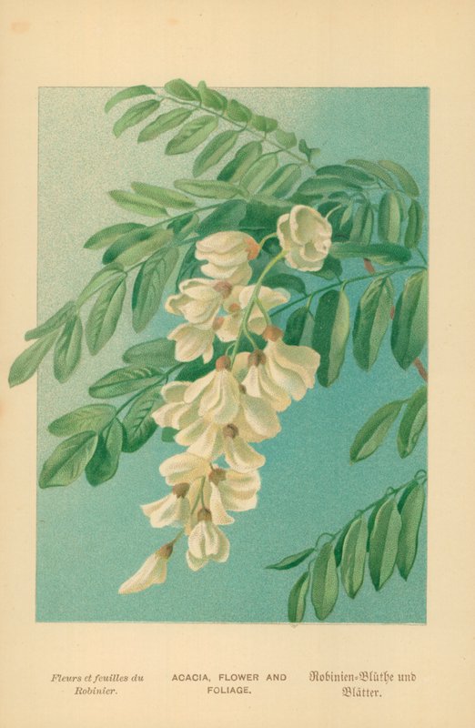 Acácia, flor e folhagem de William Henry James Boot