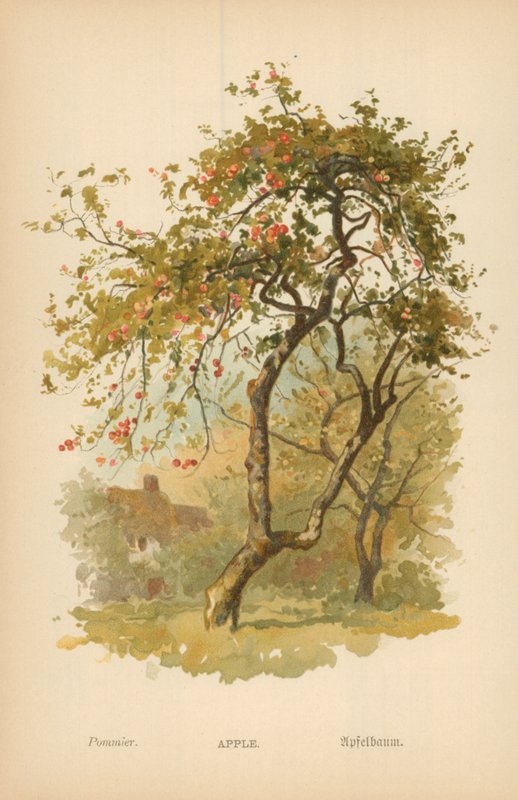maçã de William Henry James Boot