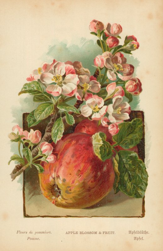 Flor de maçã e frutas de William Henry James Boot