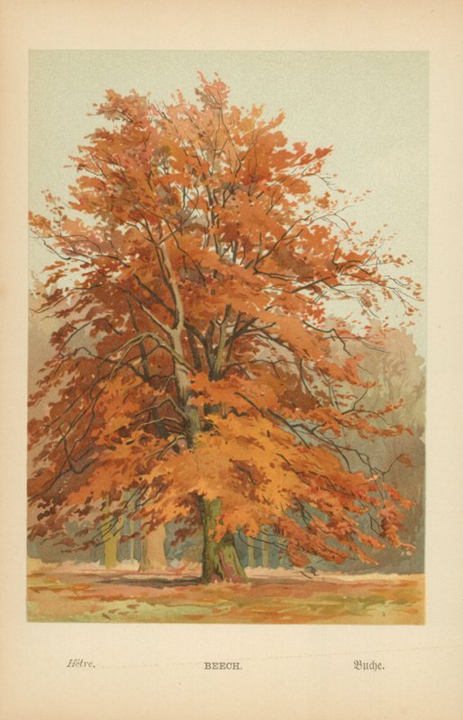 Faia de William Henry James Boot