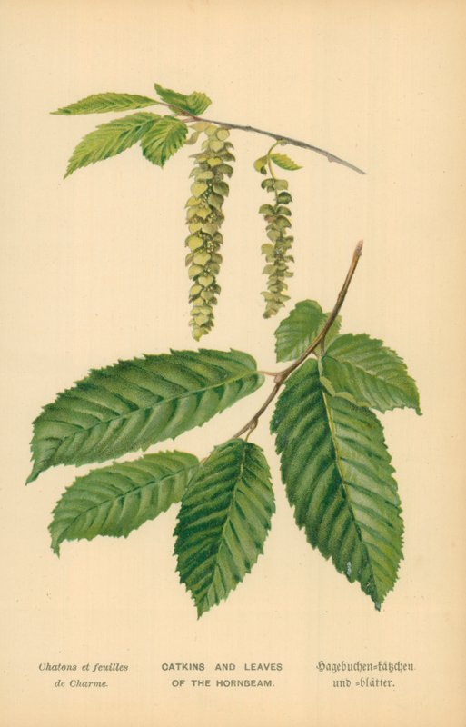 Amentos e folhas do Hornbeam de William Henry James Boot