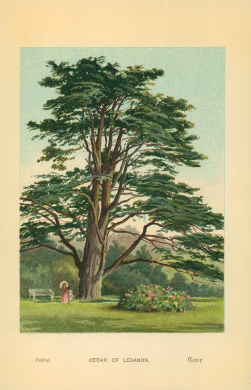Cedro do Líbano de William Henry James Boot