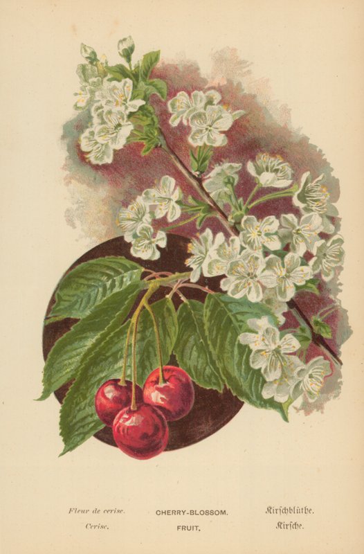 Flor de cerejeira. Fruta de William Henry James Boot
