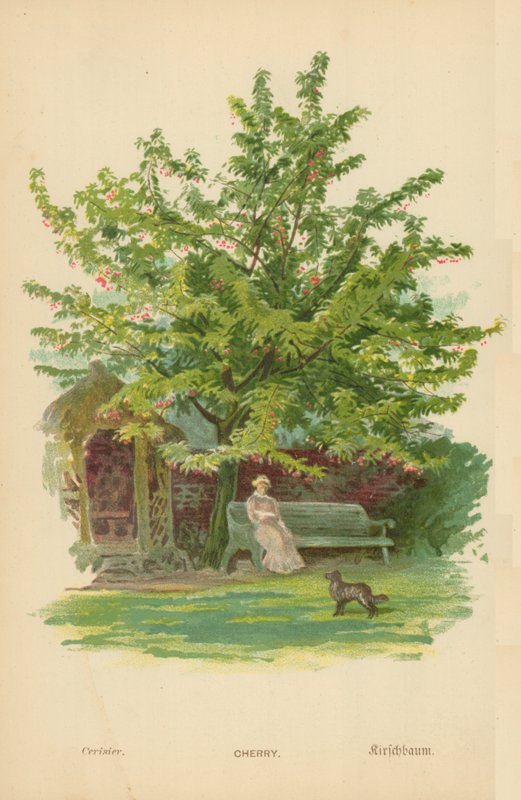 cereja de William Henry James Boot