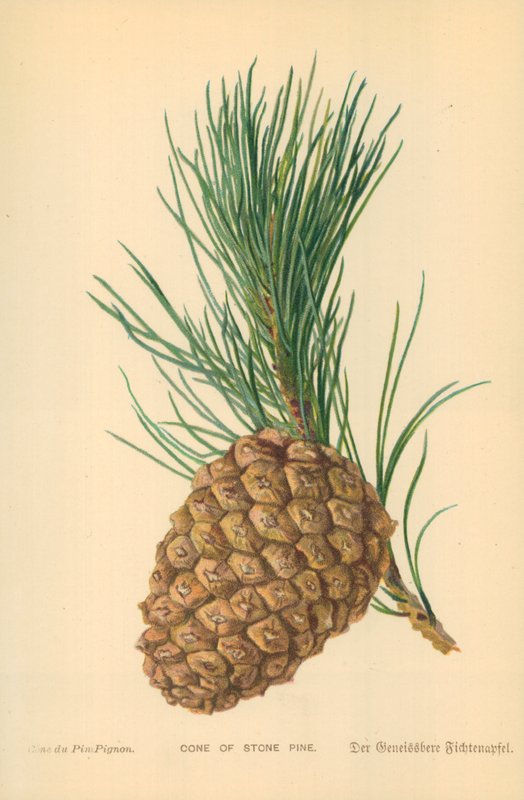 Cone de Pinho de Pedra de William Henry James Boot