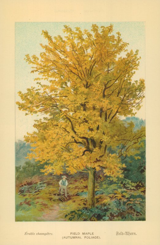 Maple de campo (folhagem outonal) de William Henry James Boot
