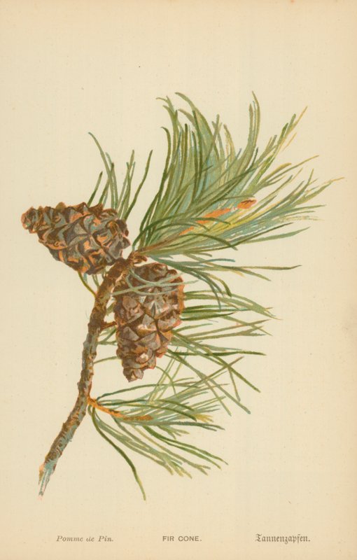 Cone De Abeto de William Henry James Boot