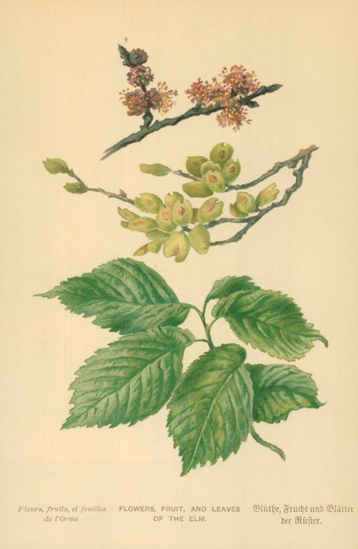 Flores, frutas e folhas do olmo de William Henry James Boot