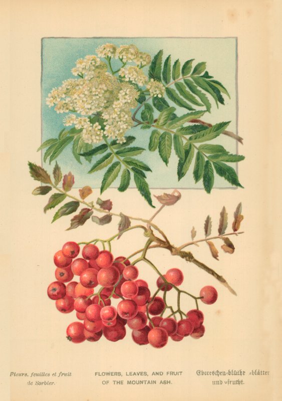 Flores, folhas e frutos da montanha Ash de William Henry James Boot