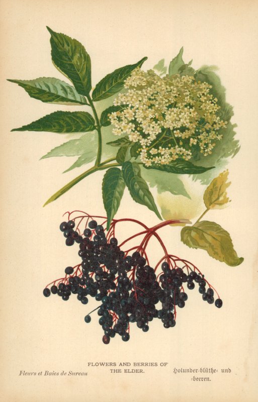 Flores e Bagas do Ancião de William Henry James Boot