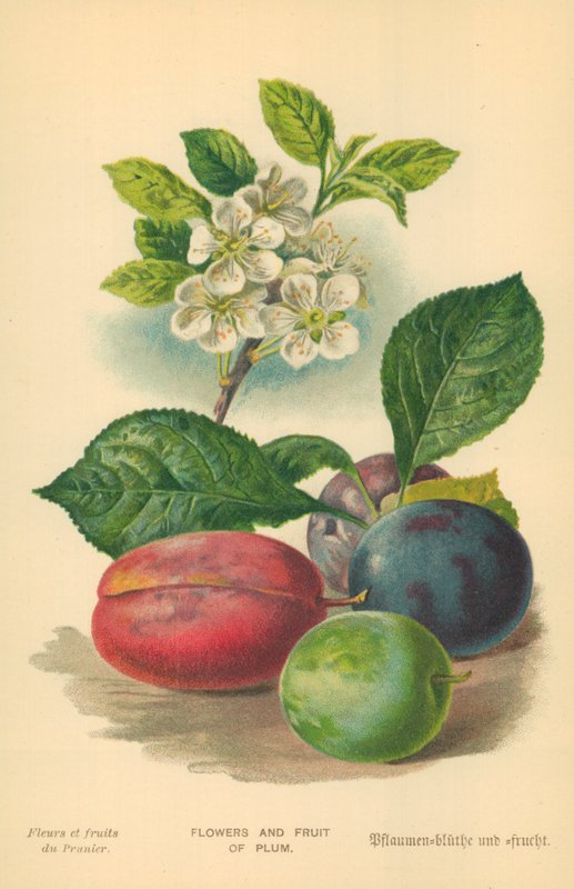 Flores e frutas de ameixa de William Henry James Boot