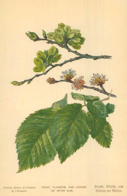 Frutas, Flores e Folhas de Wych Elm de William Henry James Boot