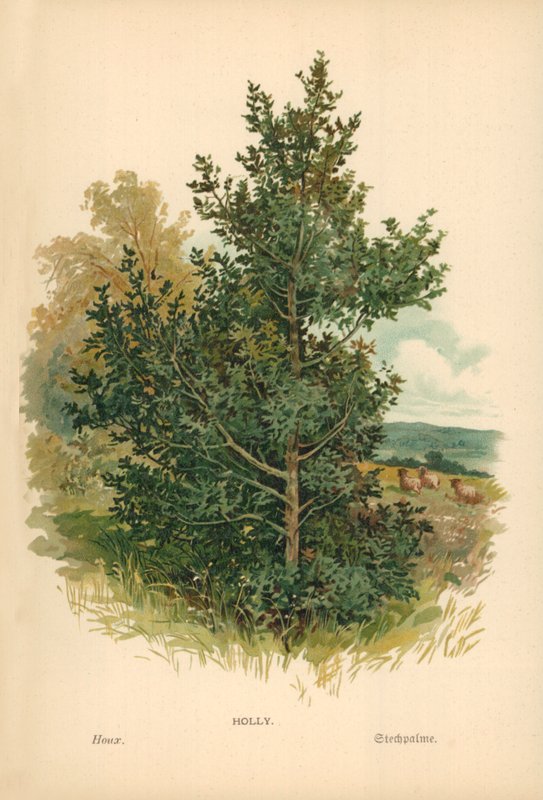 Azevinho de William Henry James Boot