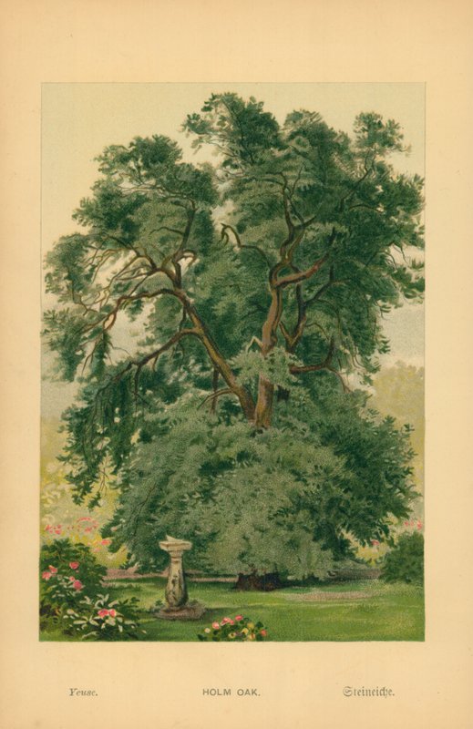 Holm Oak de William Henry James Boot