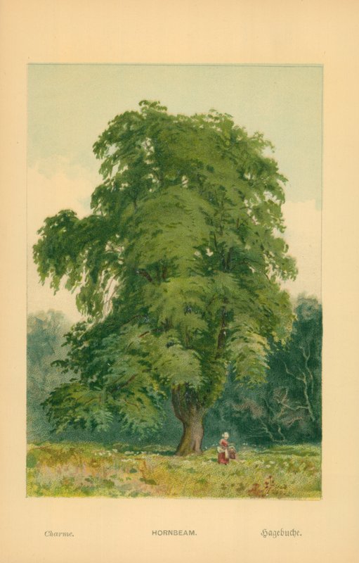Hornbeam de William Henry James Boot