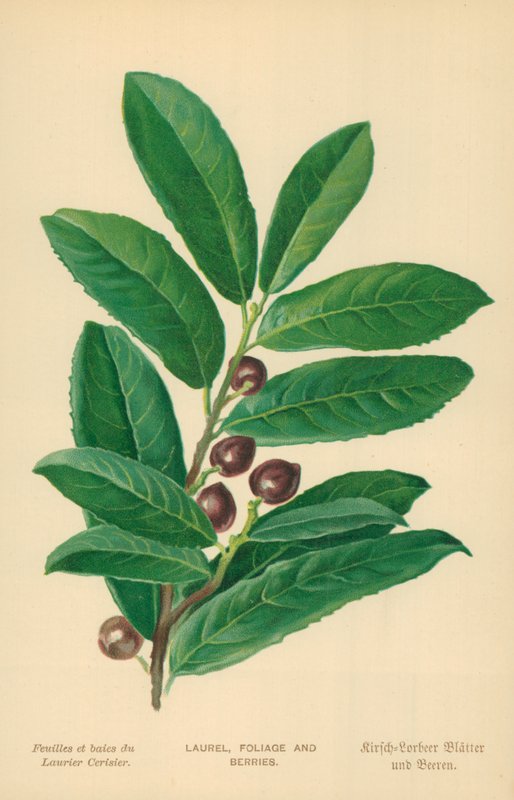 Laurel, folhagem e bagas de William Henry James Boot