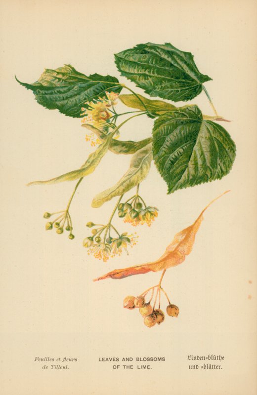 Folhas e flores da cal de William Henry James Boot